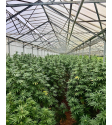 Fleurs CBD "Made in Provence"